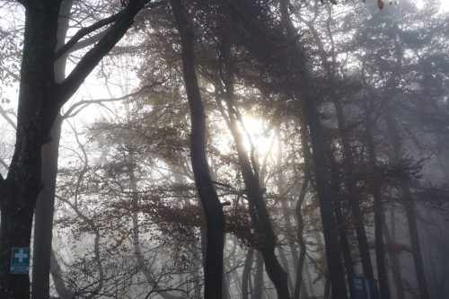 DSC00514